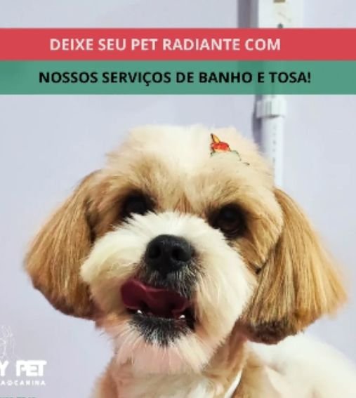 Serviços 11 banho e tosa em Itajai 10