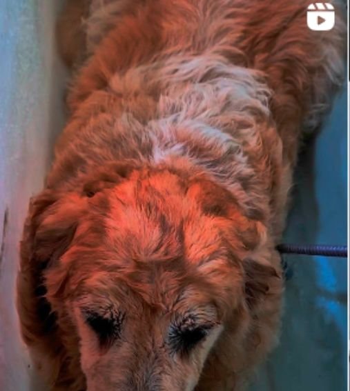 Serviços 13 banho e tosa em Itajai 13