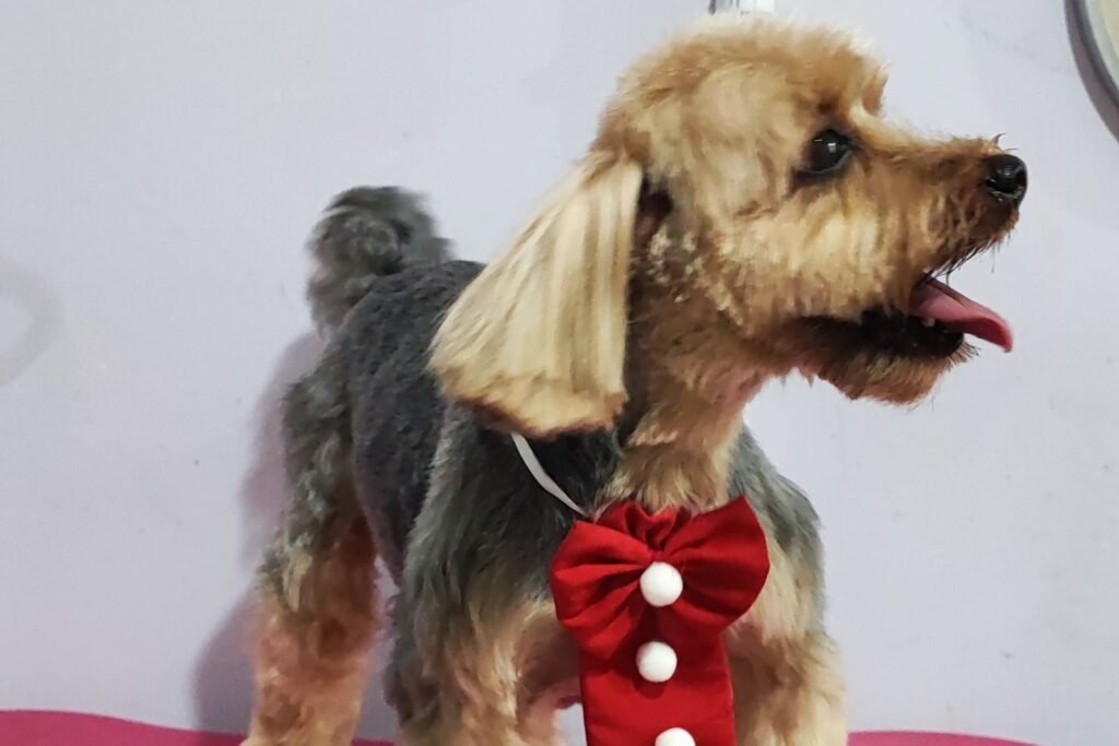 QuemSomos 5 banho-e-tosa-em-Itajaí (4)