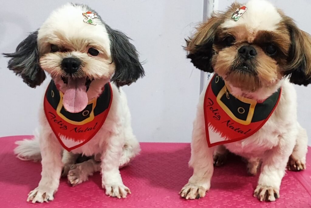 QuemSomos 6 banho-e-tosa-em-Itajaí (5)