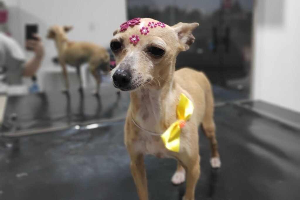 QuemSomos 7 banho-e-tosa-em-Itajaí (6)