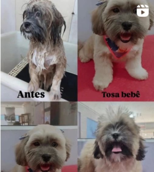 Serviços 8 banho e tosa em Itajai 8