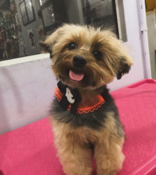 Serviços 10 banho e tosa em Itajai 9